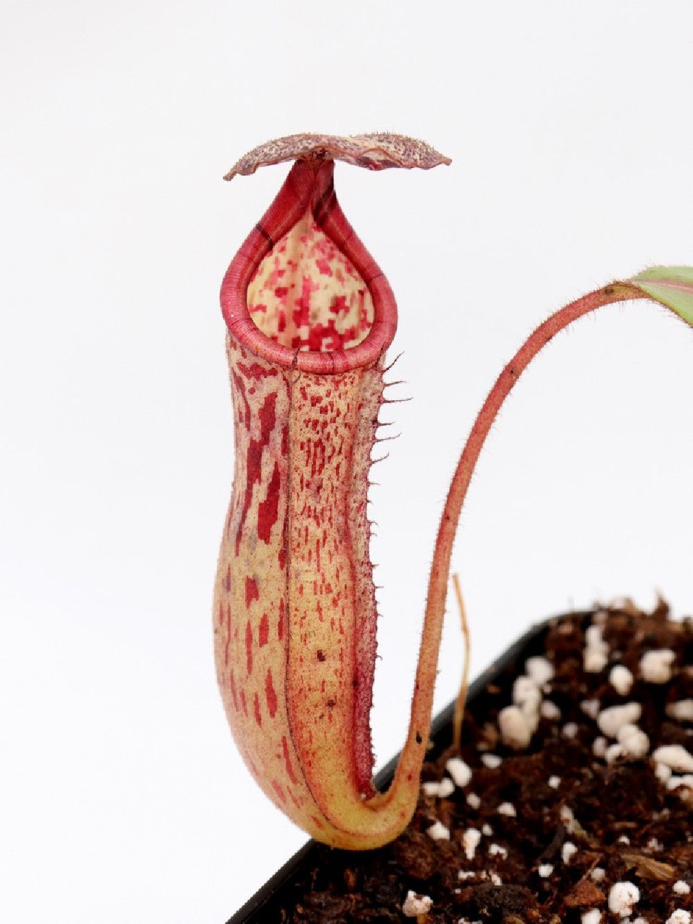 Nepenthes burbidgeae x glandulifera   BE-3705