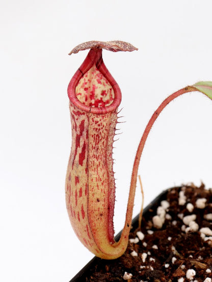 Nepenthes burbidgeae x glandulifera   BE-3705