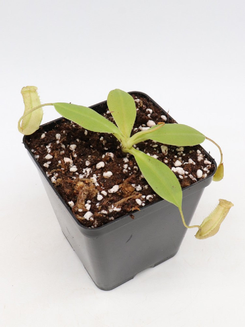 Nepenthes burbidgeae x glandulifera   BE-3705