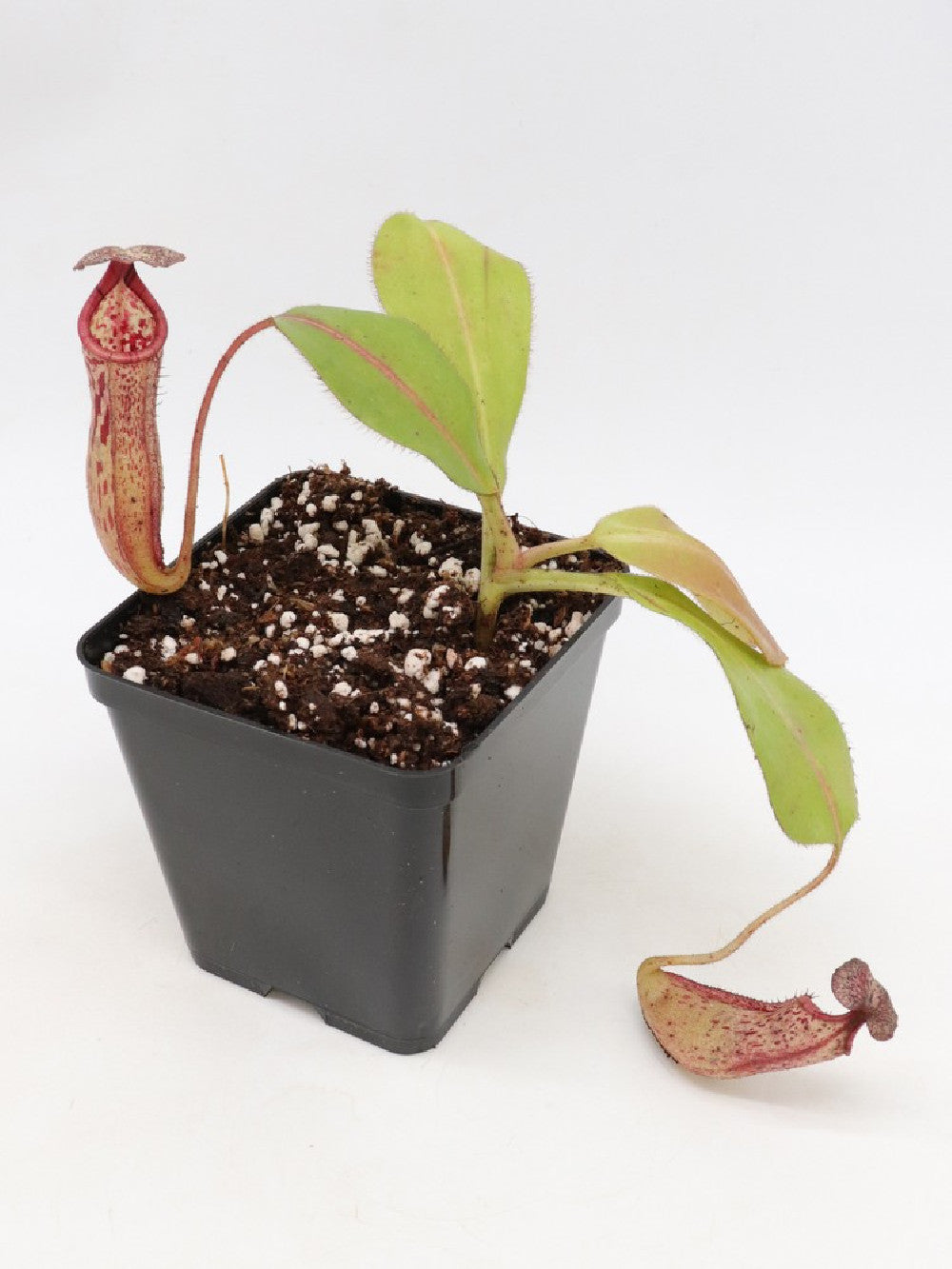 Nepenthes burbidgeae x glandulifera   BE-3705