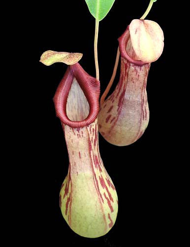 Nepenthes burkei BE-4512