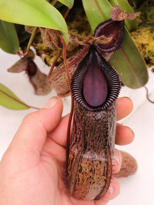Nepenthes burkei x hamata  BE-3747