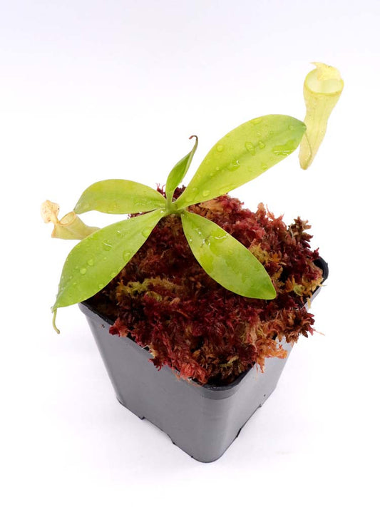 Nepenthes campanulata