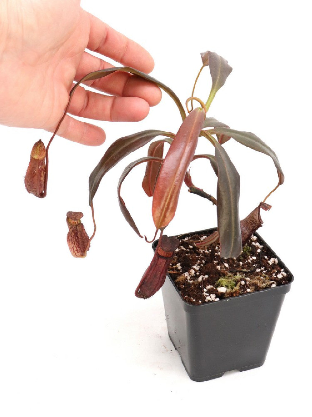 Nepenthes ceciliae BE-3956
