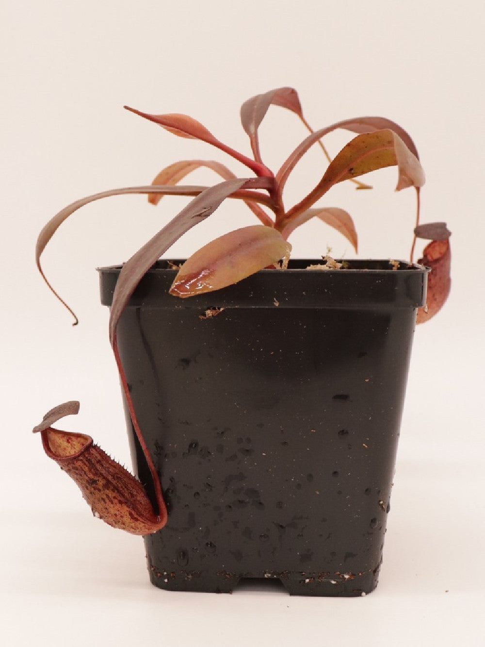 Nepenthes ceciliae BE-3956