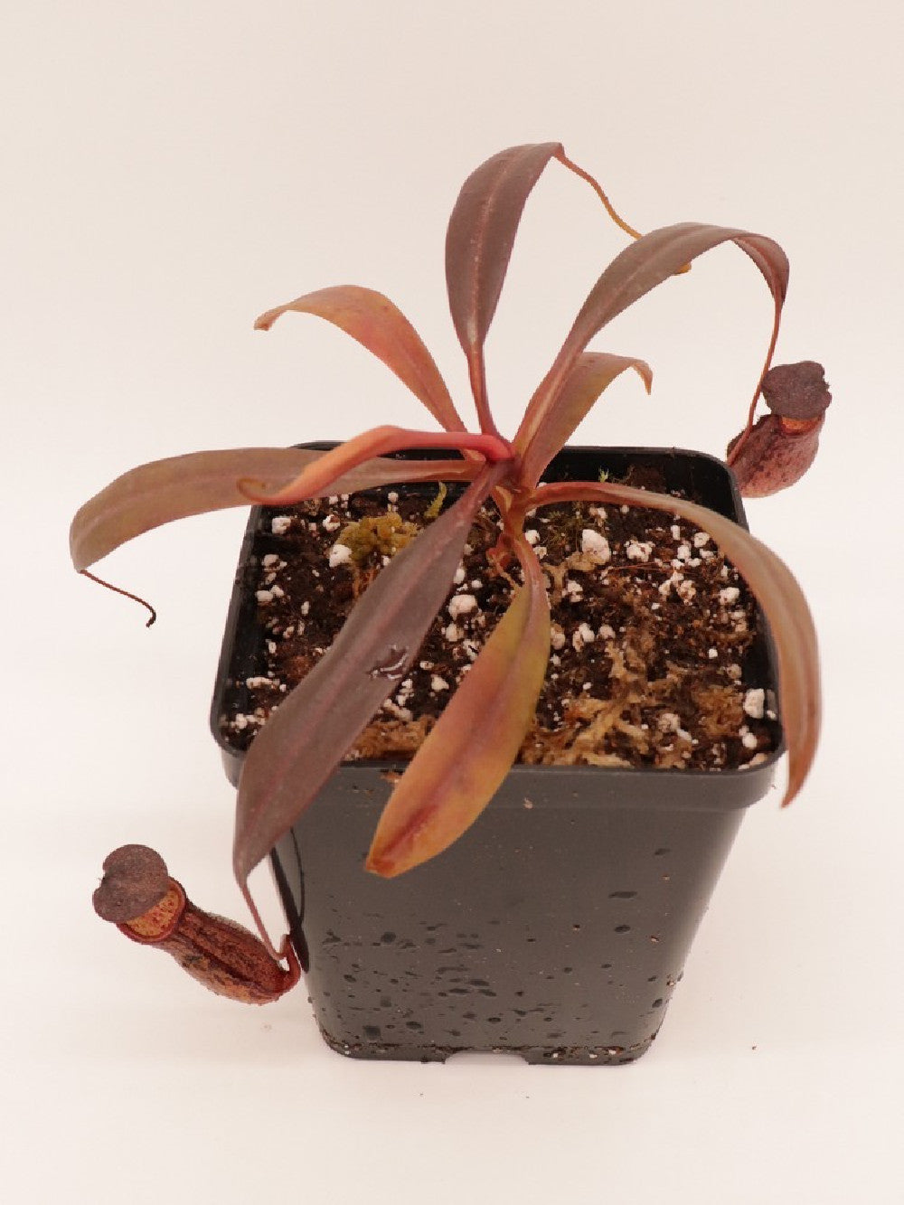 Nepenthes ceciliae BE-3956