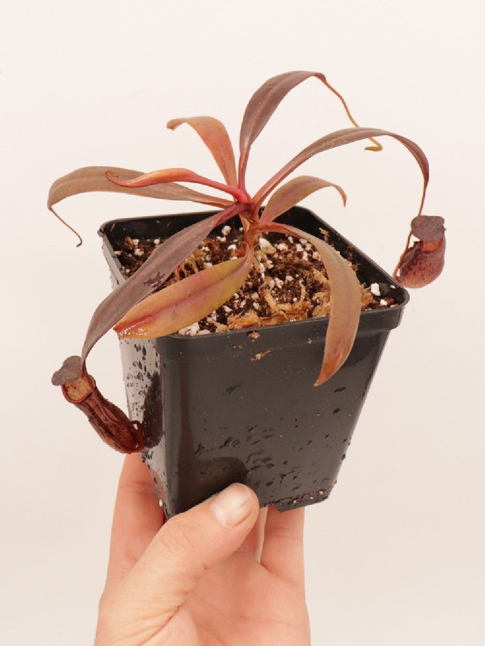Nepenthes ceciliae BE-3956