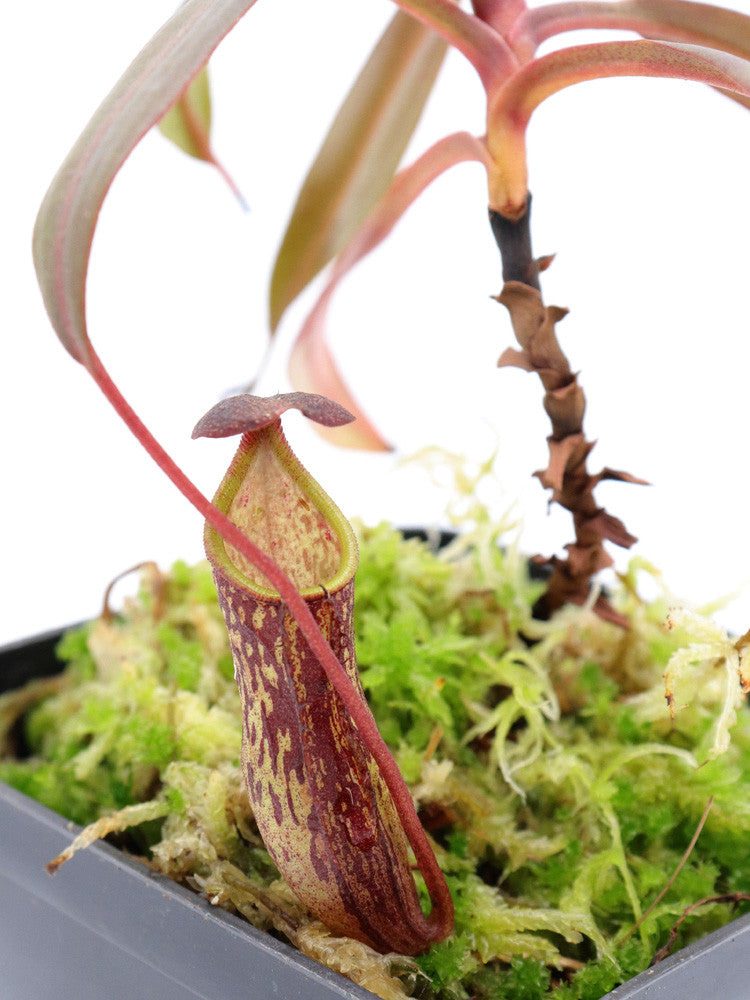 Nepenthes ceciliae   Mindanao, Philippines