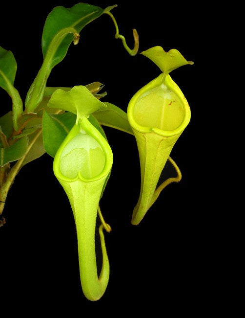 Nepenthes chaniana   BE-3673