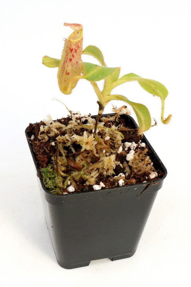 Nepenthes chaniana   Batu-Buli, Borneo
