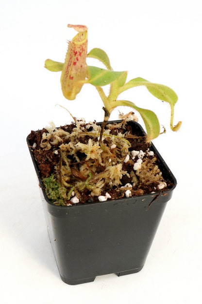 Nepenthes chaniana   Batu-Buli, Borneo