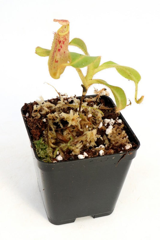 Nepenthes chaniana   Batu-Buli, Borneo
