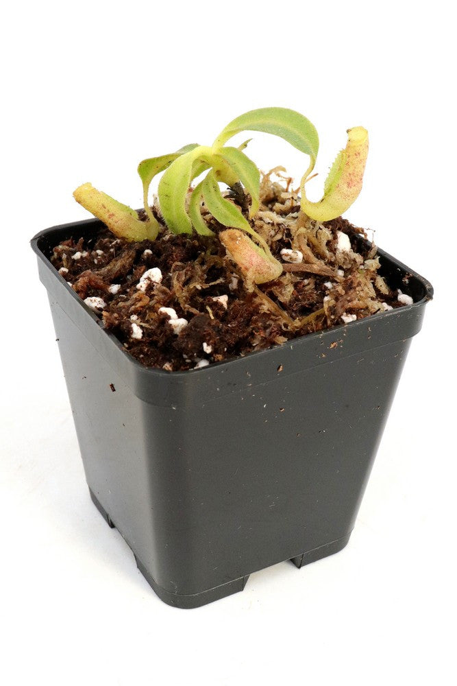Nepenthes chaniana   Batu-Buli, Borneo