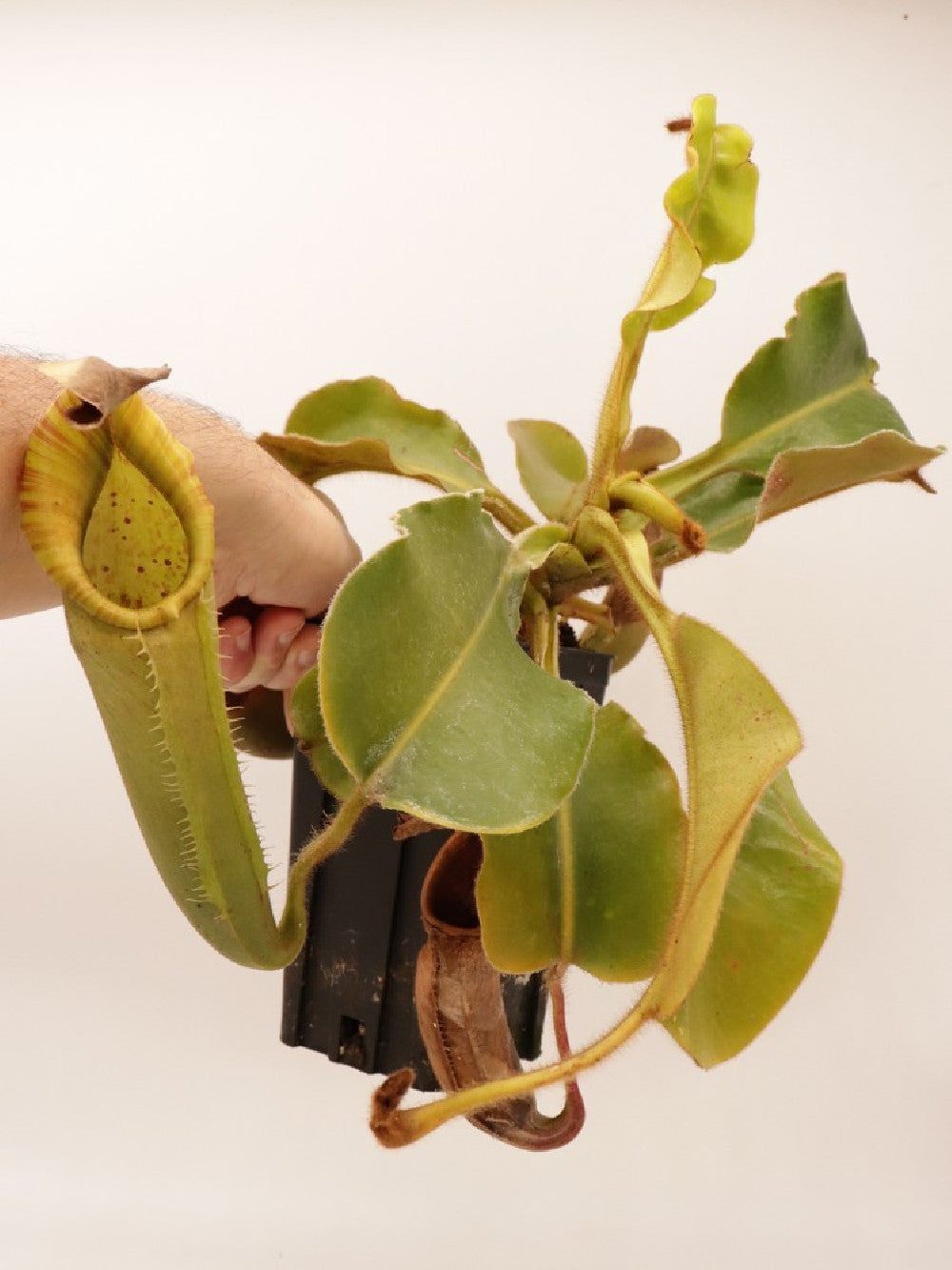 Nepenthes chaniana x veitchii  XL size