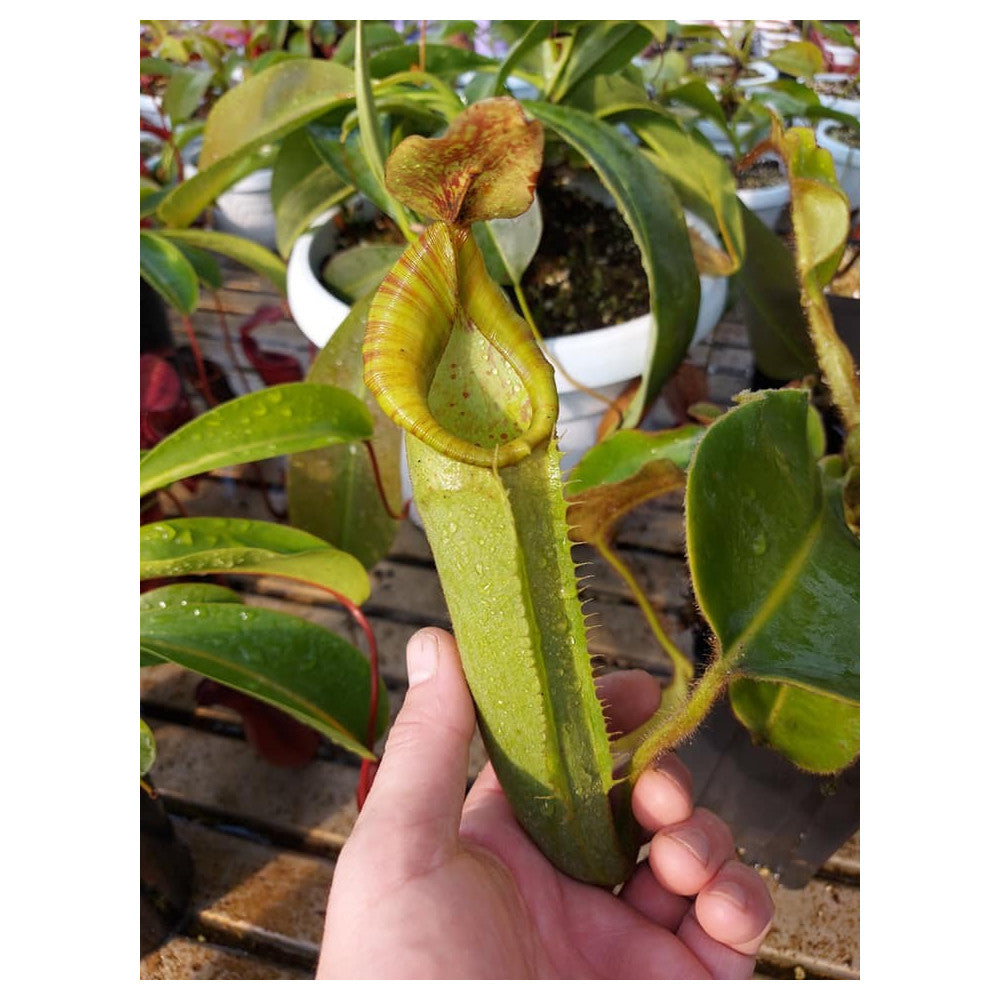 Nepenthes chaniana x veitchii  XL size