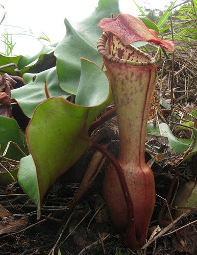 Nepenthes clipeata  BE-4058