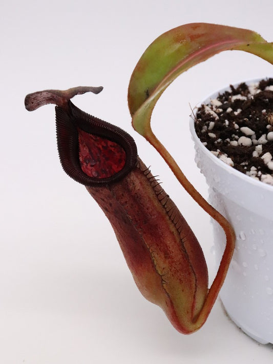 Nepenthes copelandii x lowii