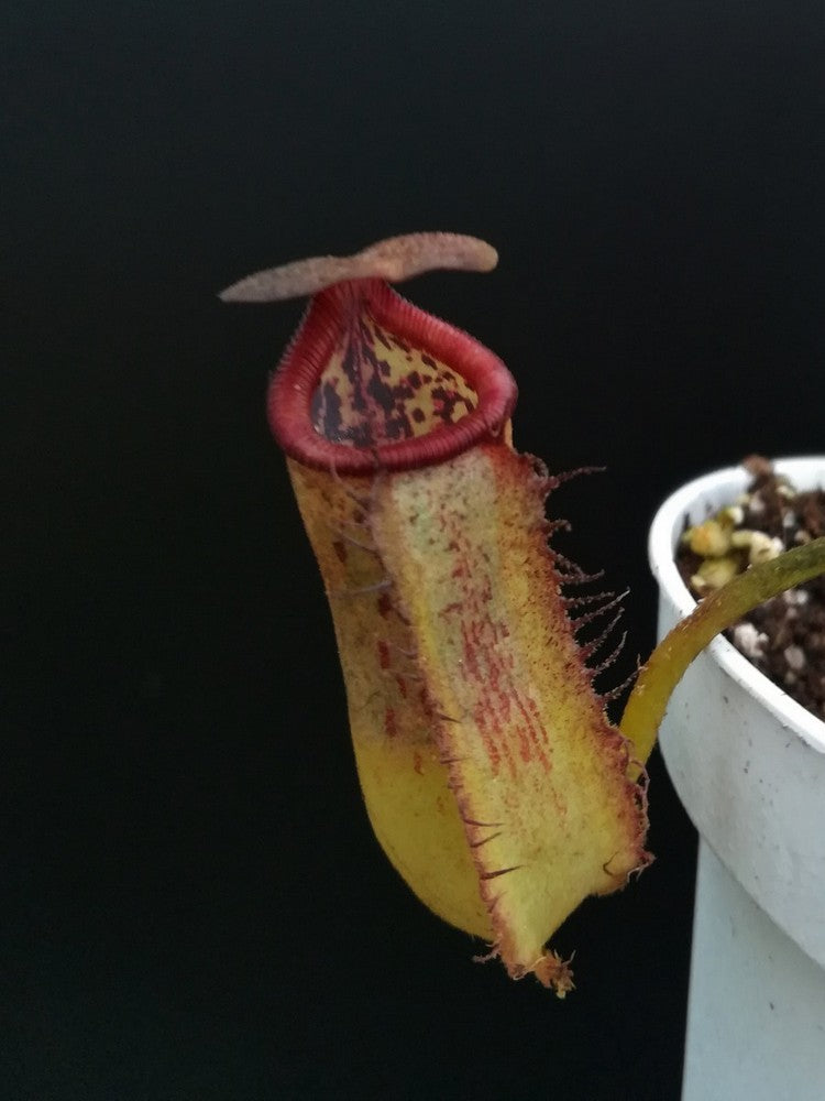 Nepenthes copelandii x lowii