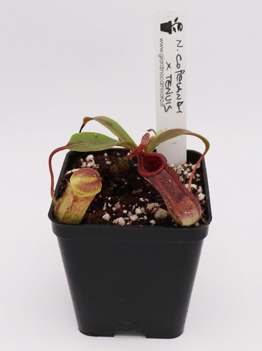 Nepenthes copelandii x tenuis