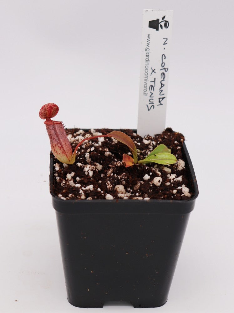 Nepenthes copelandii x tenuis