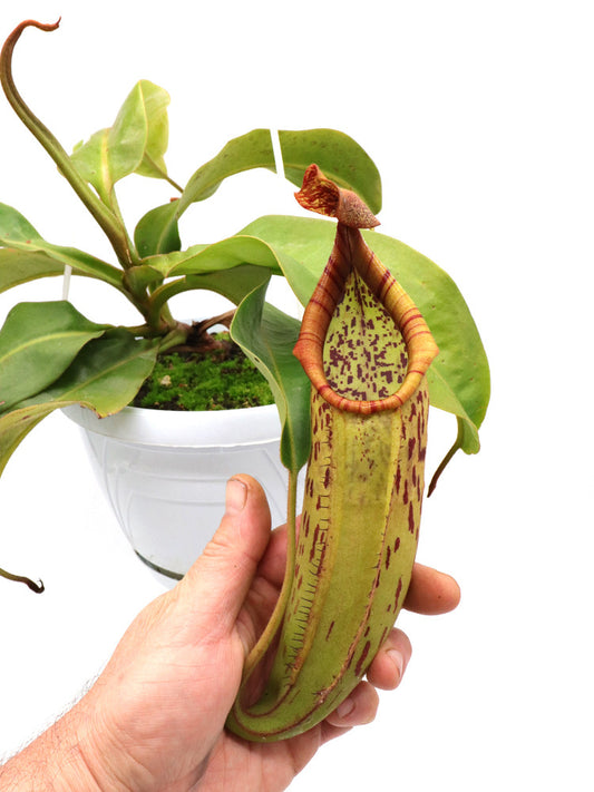 Nepenthes copelandii x veitchii