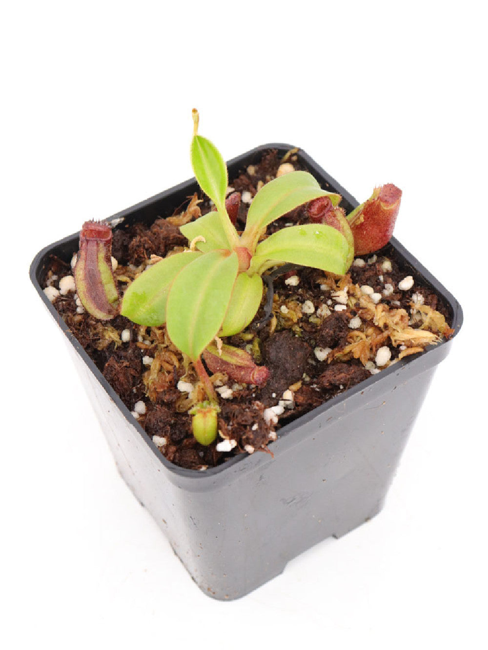 Nepenthes ephippiata   Hose mountain, Borneo