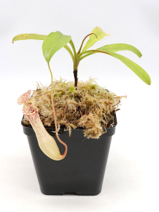 Nepenthes eustachya