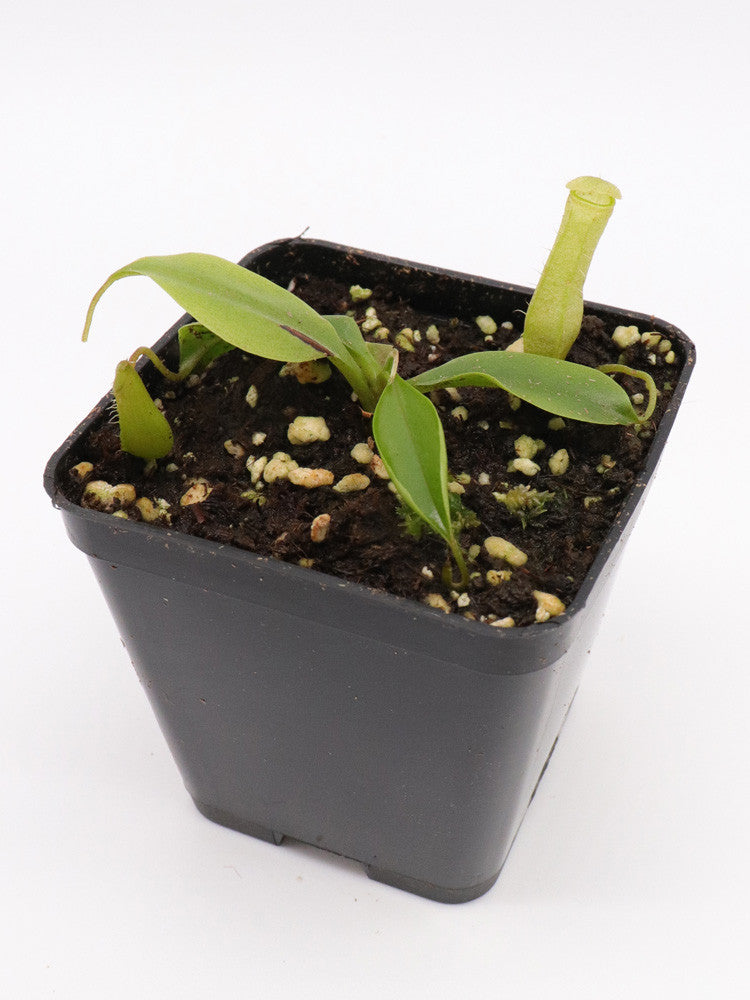 Nepenthes eustachya