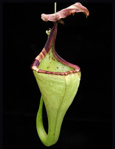 Nepenthes eymae  BE-3736