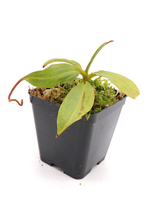 Nepenthes gantungensis