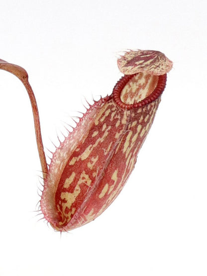 Nepenthes glabrata x hamata  BE-3912