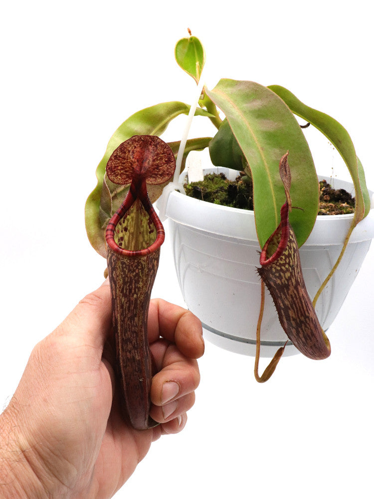 Nepenthes glandulifera x spectabilis Pinapan
