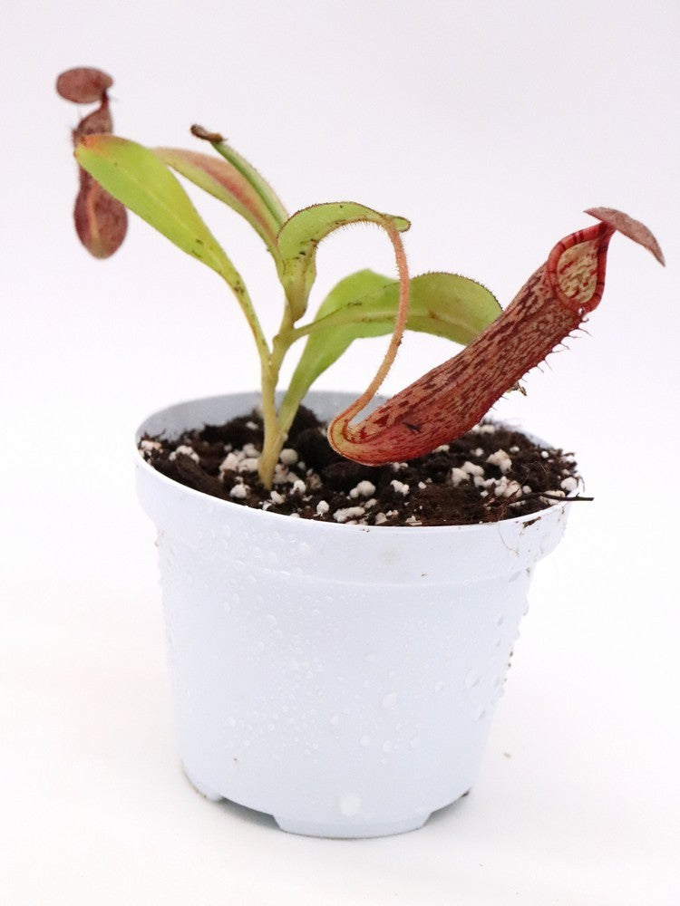 Nepenthes glandulifera x spectabilis Pinapan