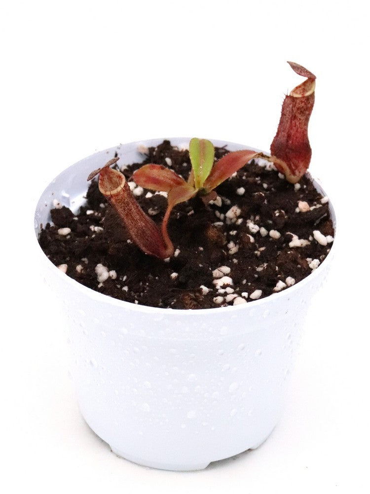 Nepenthes glandulifera x spectabilis Pinapan