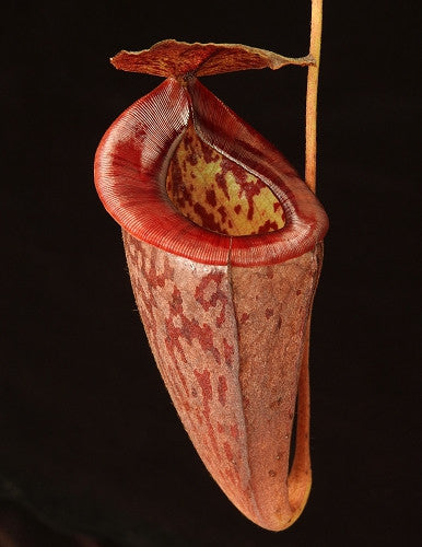 Nepenthes glandulifera x tenuis   BE-3891