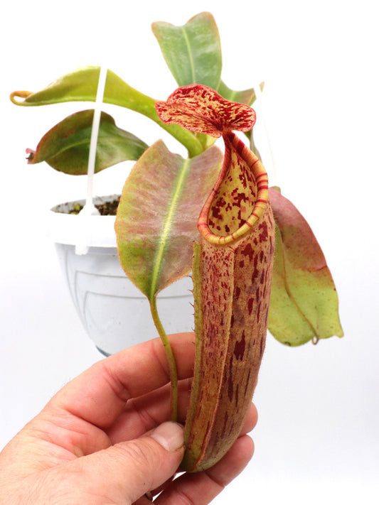 Nepenthes glandulifera x veitchii