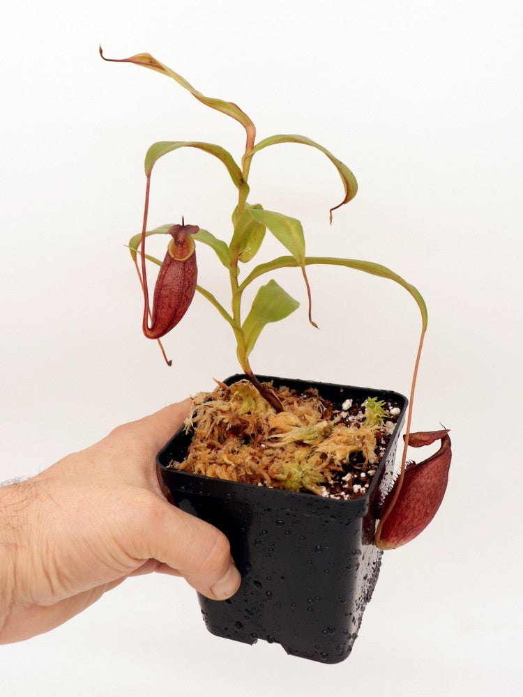 Nepenthes gymnamphora BE-3078