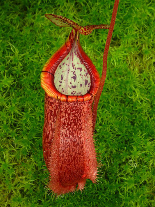 Nepenthes hamata "Tambusisi" x burbidgeae  BE-4567