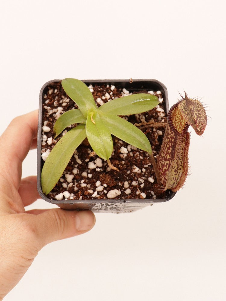 Nepenthes hamata  Gunung Lumut  BE-3380