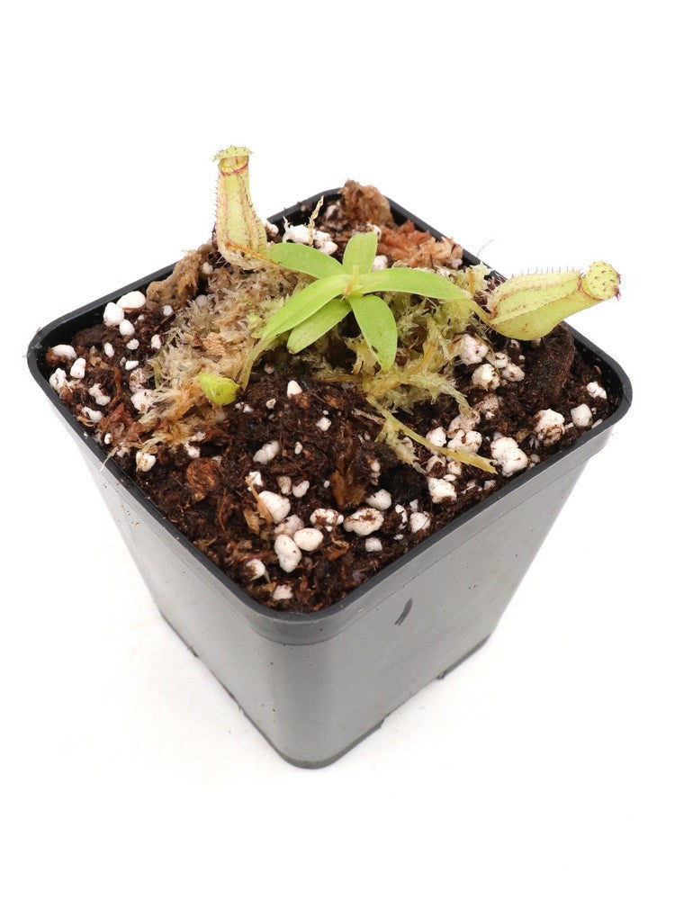Nepenthes hamata  Gunung Lumut  BE-3380