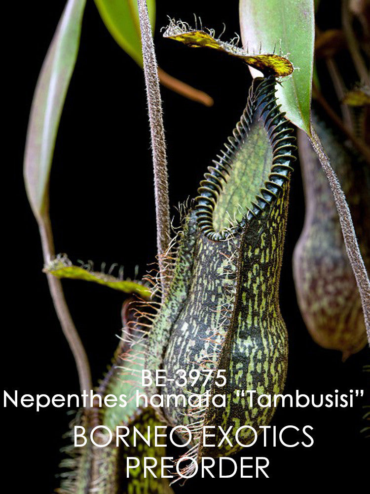 Nepenthes hamata  Gunung Tambusisi  BE-3975