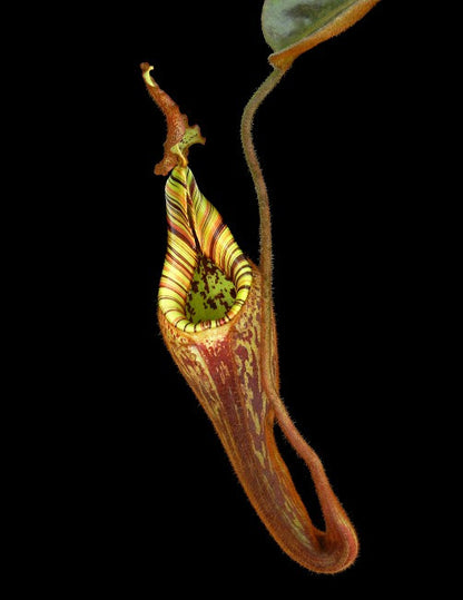 Nepenthes hurelliana ( mollis )   BE-3921