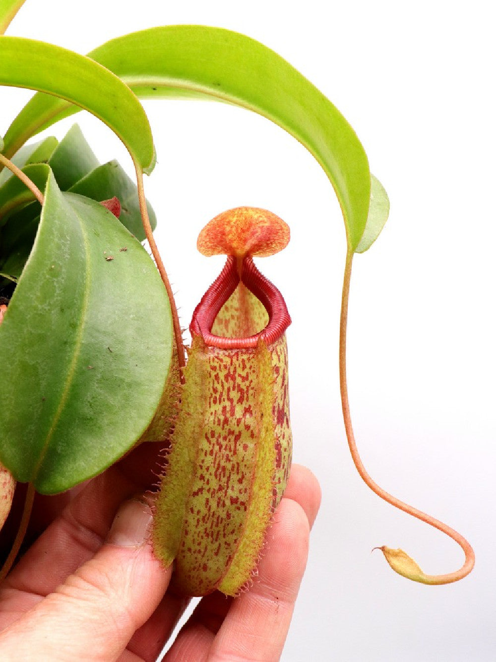 Nepenthes in Basket NEW CLONE Monkey jar