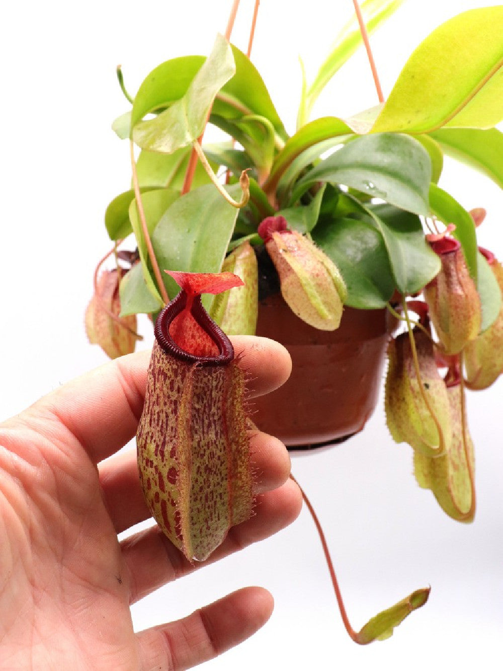 Nepenthes in Basket NEW CLONE Monkey jar