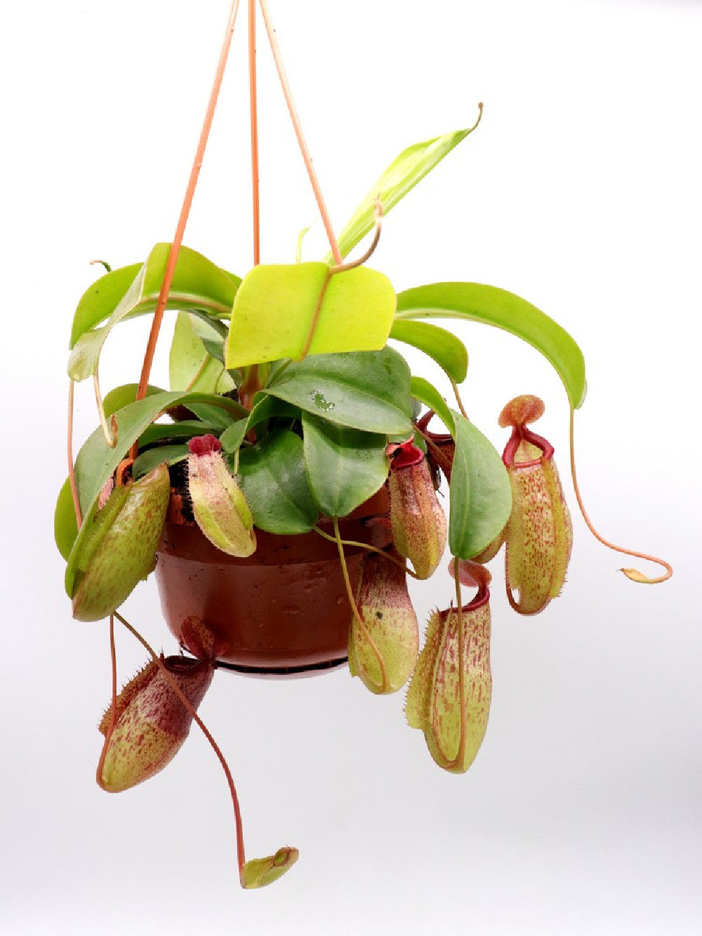 Nepenthes in Basket NEW CLONE Monkey jar