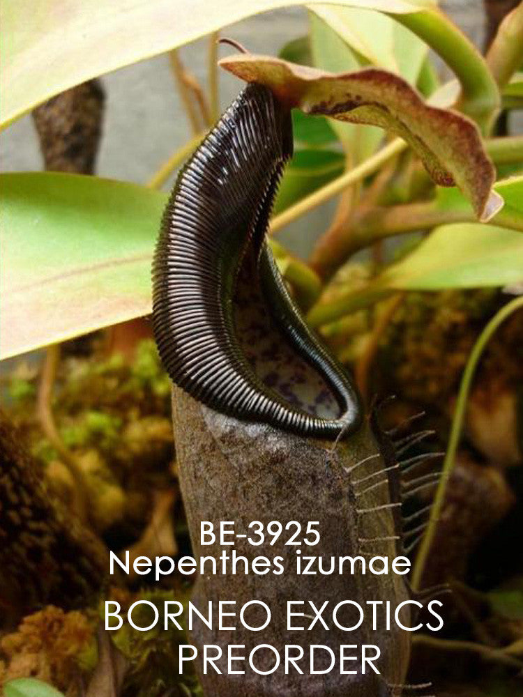 Nepenthes izumae "Lusung tungkut"  BE-3925
