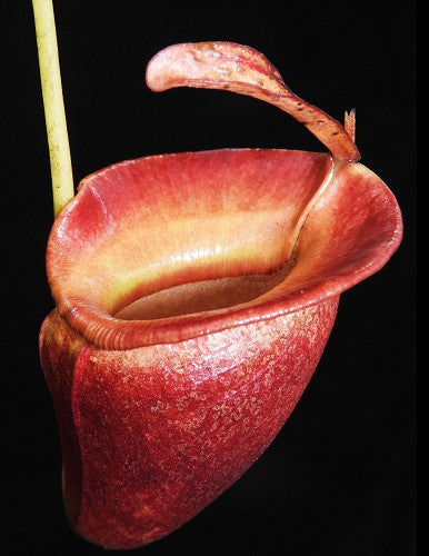 Nepenthes jacqueline  BE-3874