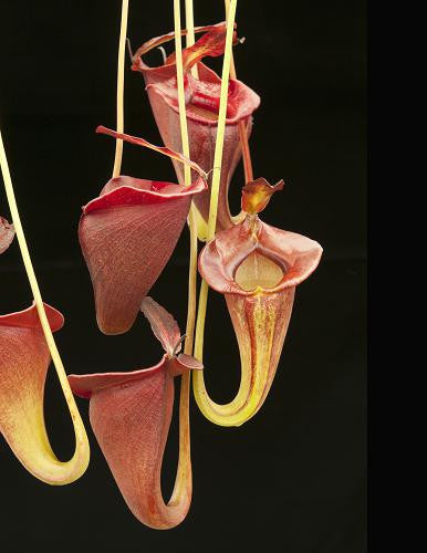 Nepenthes jacqueline  Lusung Tunkut  BE-3092