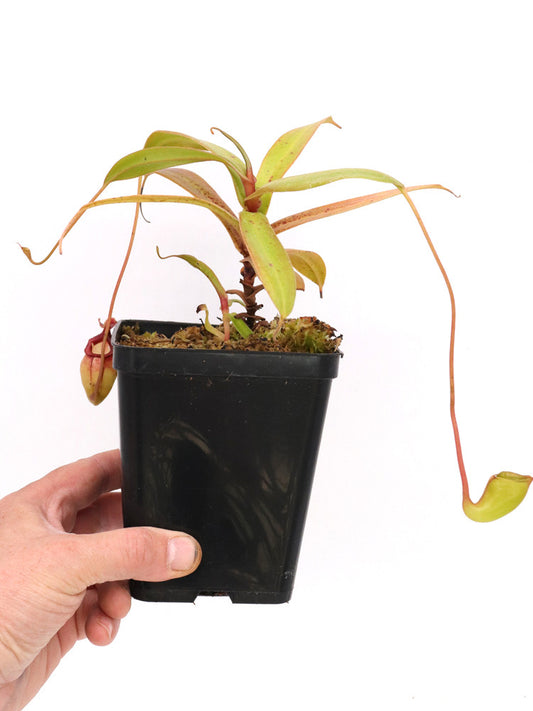 Nepenthes jacqueline  West Sumatra