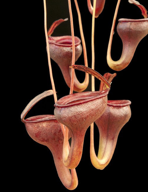 Nepenthes jamban "Best clone"  BE-3875